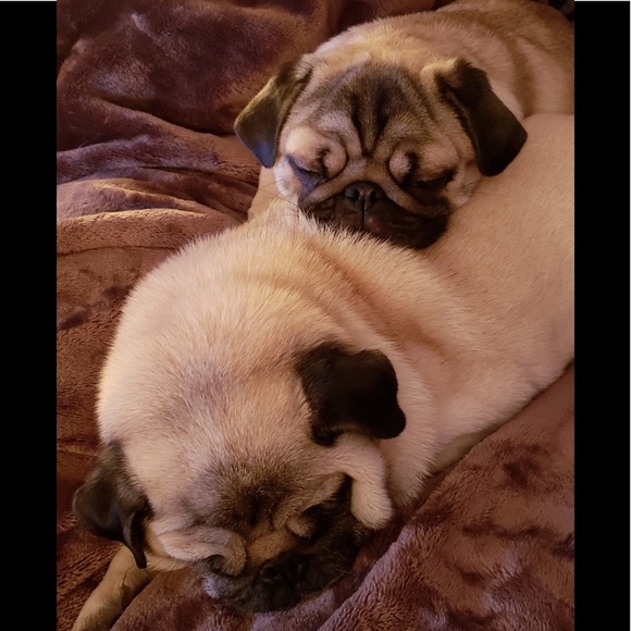 Meet the Posher -pups Bella & Baylee - Picture 3 of 4